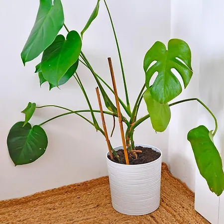 Muszelka アパート